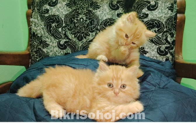 Traditional Persian Ginger Female And Black Ta Male